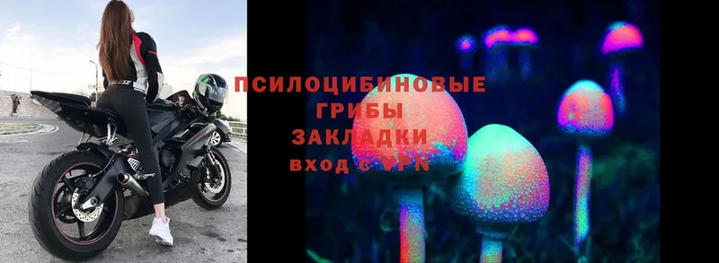 Псилоцибиновые грибы Cubensis  Томск 